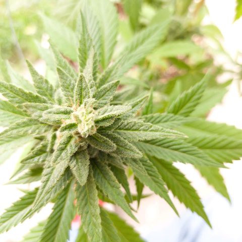 Gelato Kush growlog timeline photo