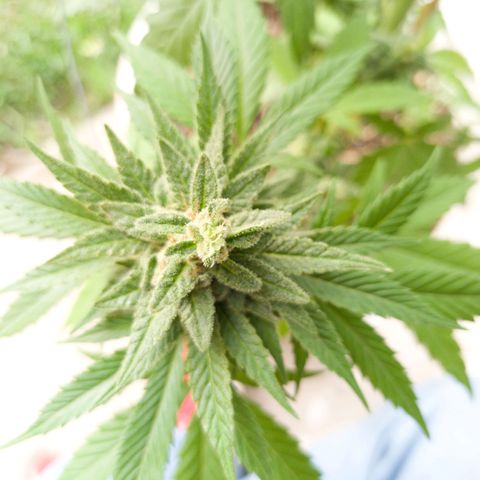 Gelato Kush growlog timeline photo