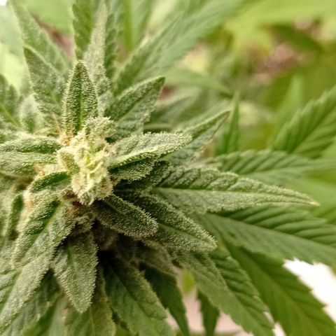 Gelato Kush growlog timeline photo