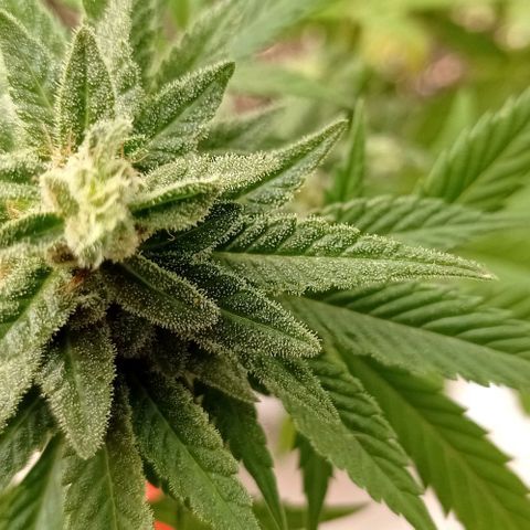 Gelato Kush growlog timeline photo