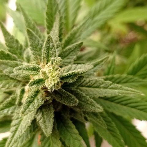 Gelato Kush growlog timeline photo