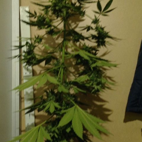 Gelato Kush growlog timeline photo