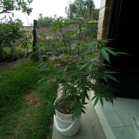 Gelato Kush growlog timeline photo