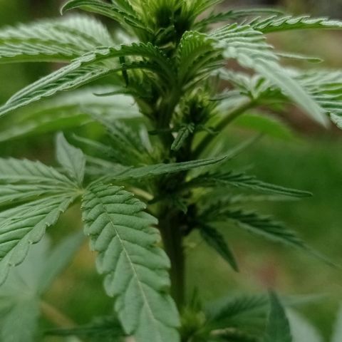 Gelato Kush growlog timeline photo