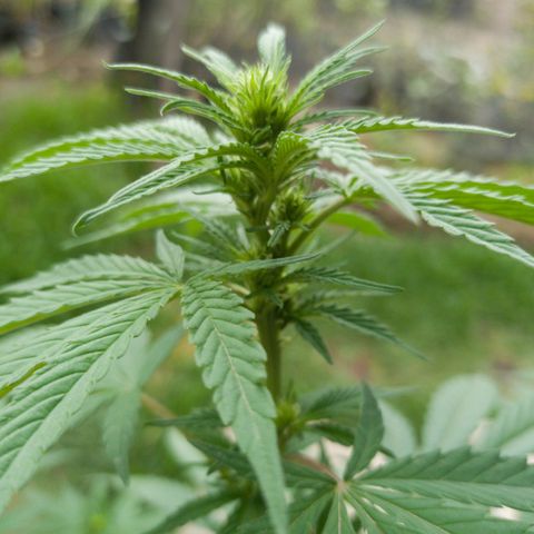 Gelato Kush growlog timeline photo