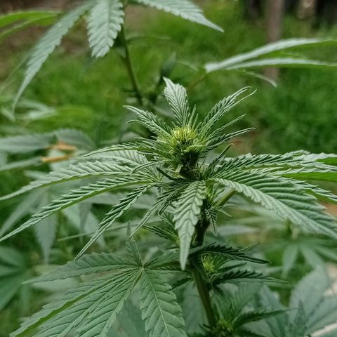 Gelato Kush growlog timeline photo