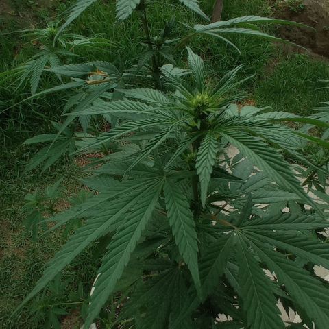 Gelato Kush growlog timeline photo