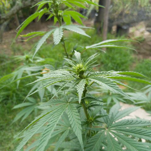 Gelato Kush growlog timeline photo