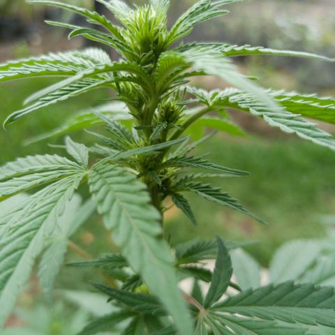 Gelato Kush growlog timeline photo
