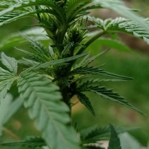 Gelato Kush growlog timeline photo