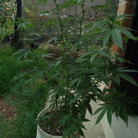 Gelato Kush growlog timeline photo