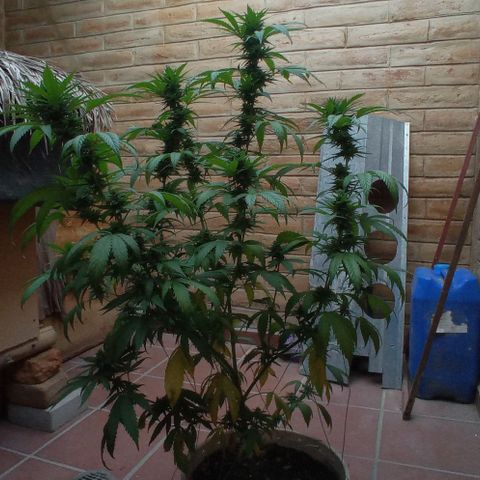 Gelato Kush growlog timeline photo