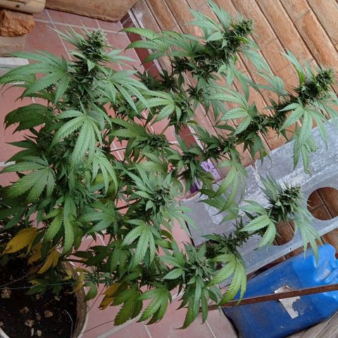 Gelato Kush growlog timeline photo