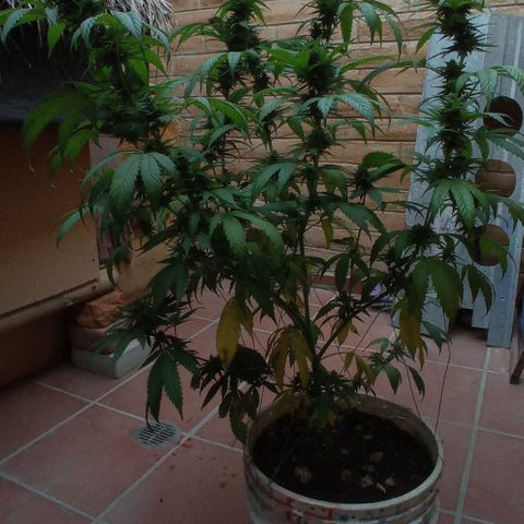 Gelato Kush growlog timeline photo