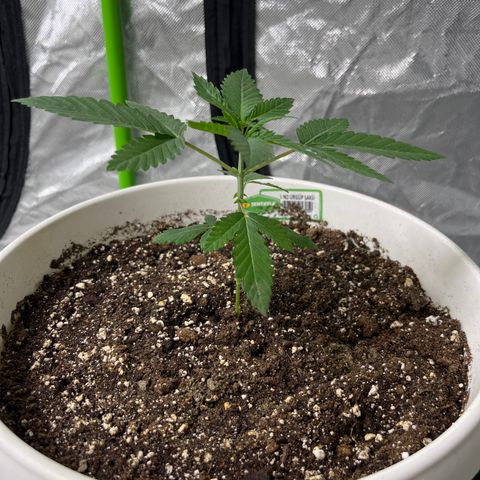 Monkey 2 growlog timeline photo