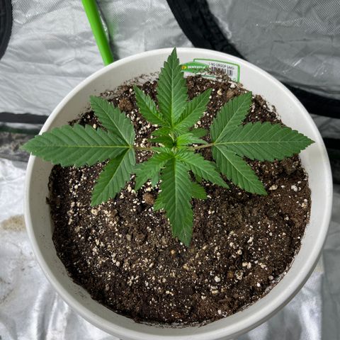 Monkey 2 growlog timeline photo