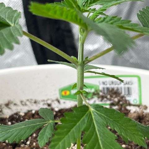 Monkey 2 growlog timeline photo