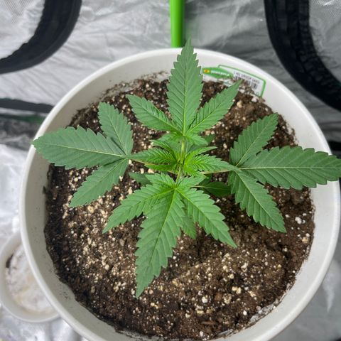 Monkey 2 growlog timeline photo