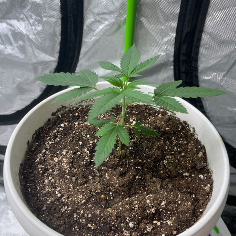 Monkey 2 growlog timeline photo