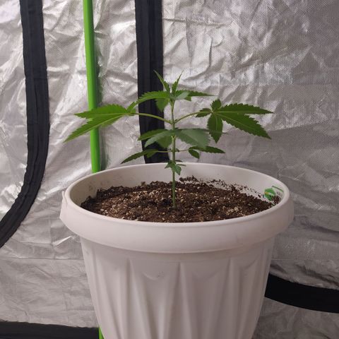 Monkey 2 growlog timeline photo