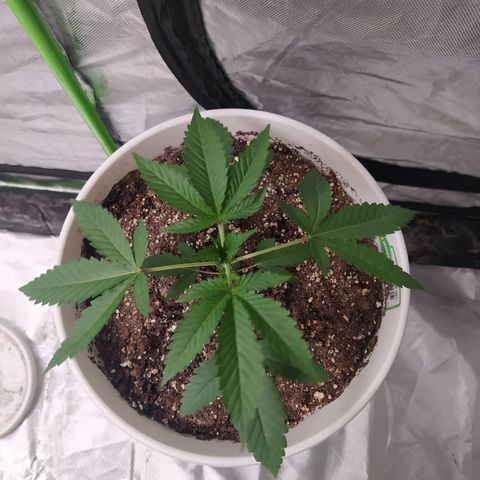 Monkey 2 growlog timeline photo