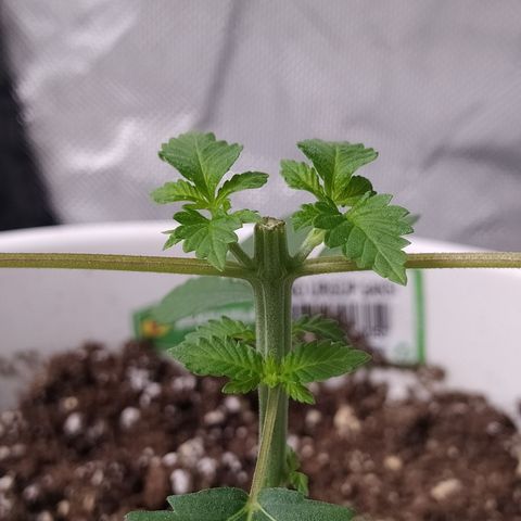 Monkey 2 growlog timeline photo