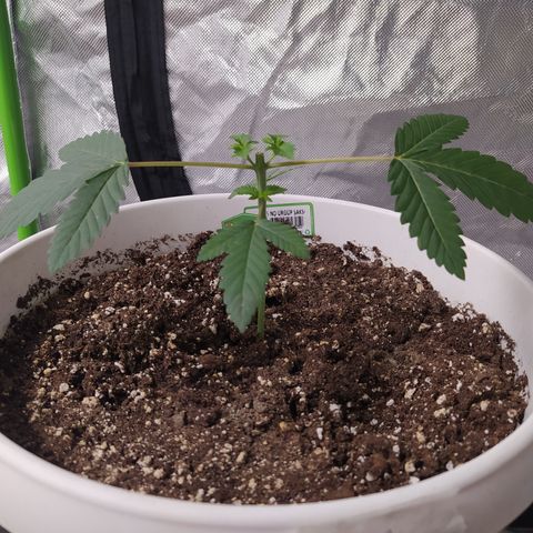 Monkey 2 growlog timeline photo