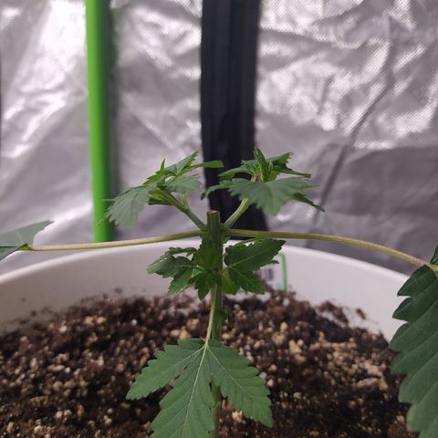 Monkey 2 growlog timeline photo