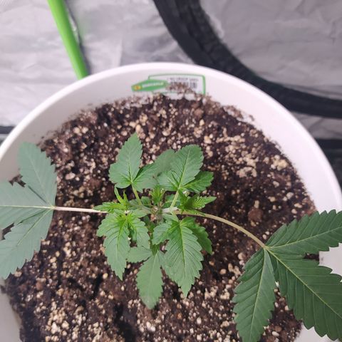 Monkey 2 growlog timeline photo