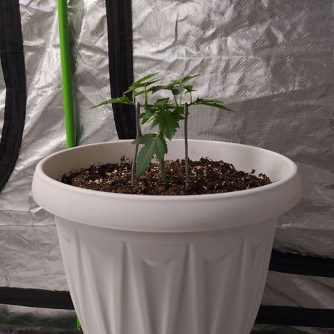 Monkey 2 growlog timeline photo