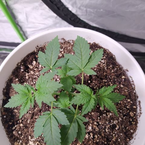Monkey 2 growlog timeline photo