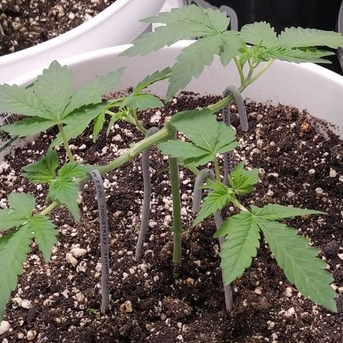 Monkey 2 growlog timeline photo