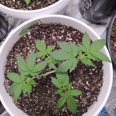 Monkey 2 growlog timeline photo