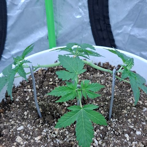 Monkey 2 growlog timeline photo