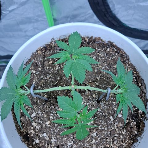Monkey 2 growlog timeline photo