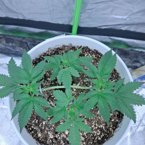 Monkey 2 growlog timeline photo