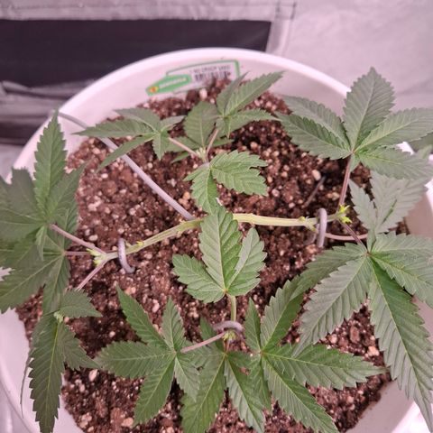 Monkey 2 growlog timeline photo
