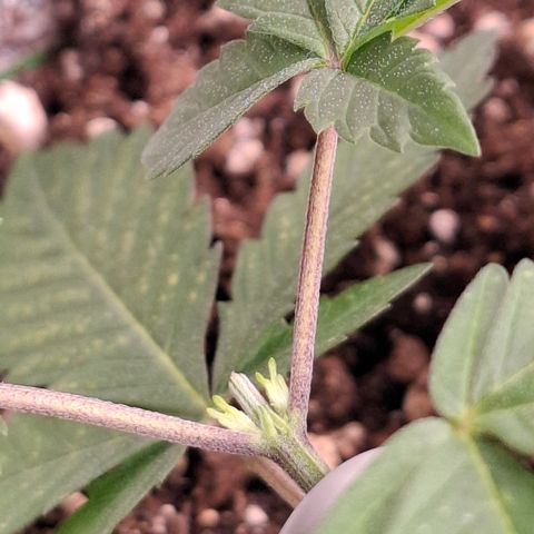 Monkey 2 growlog timeline photo