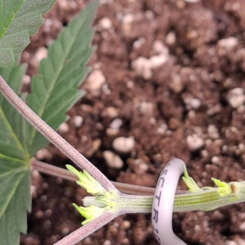Monkey 2 growlog timeline photo