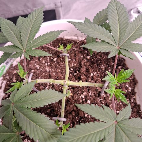 Monkey 2 growlog timeline photo