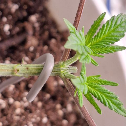Monkey 2 growlog timeline photo