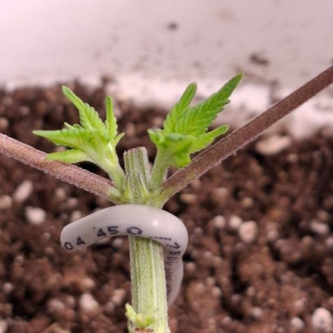 Monkey 2 growlog timeline photo