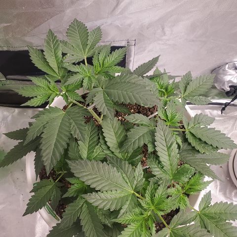 Monkey 2 growlog timeline photo