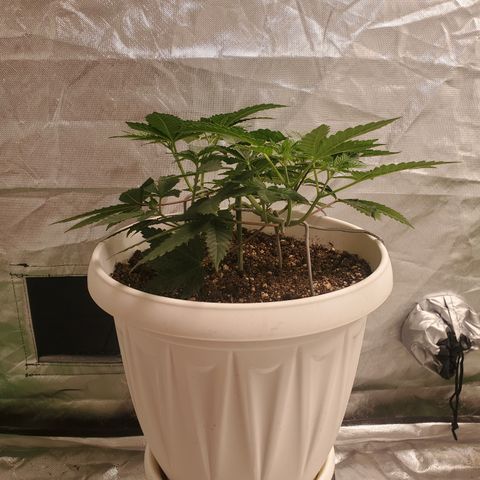 Monkey 2 growlog timeline photo