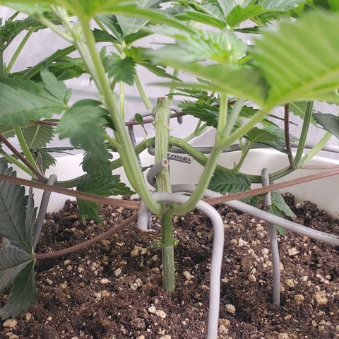 Monkey 2 growlog timeline photo