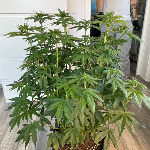 Purple Punch growlog timeline photo