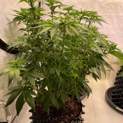 Purple Punch growlog timeline photo