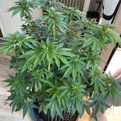 Purple Punch growlog timeline photo