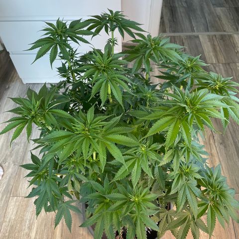Purple Punch growlog timeline photo