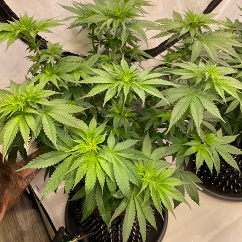 Purple Punch growlog timeline photo